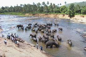 Sri Lanka elephants cultural tour