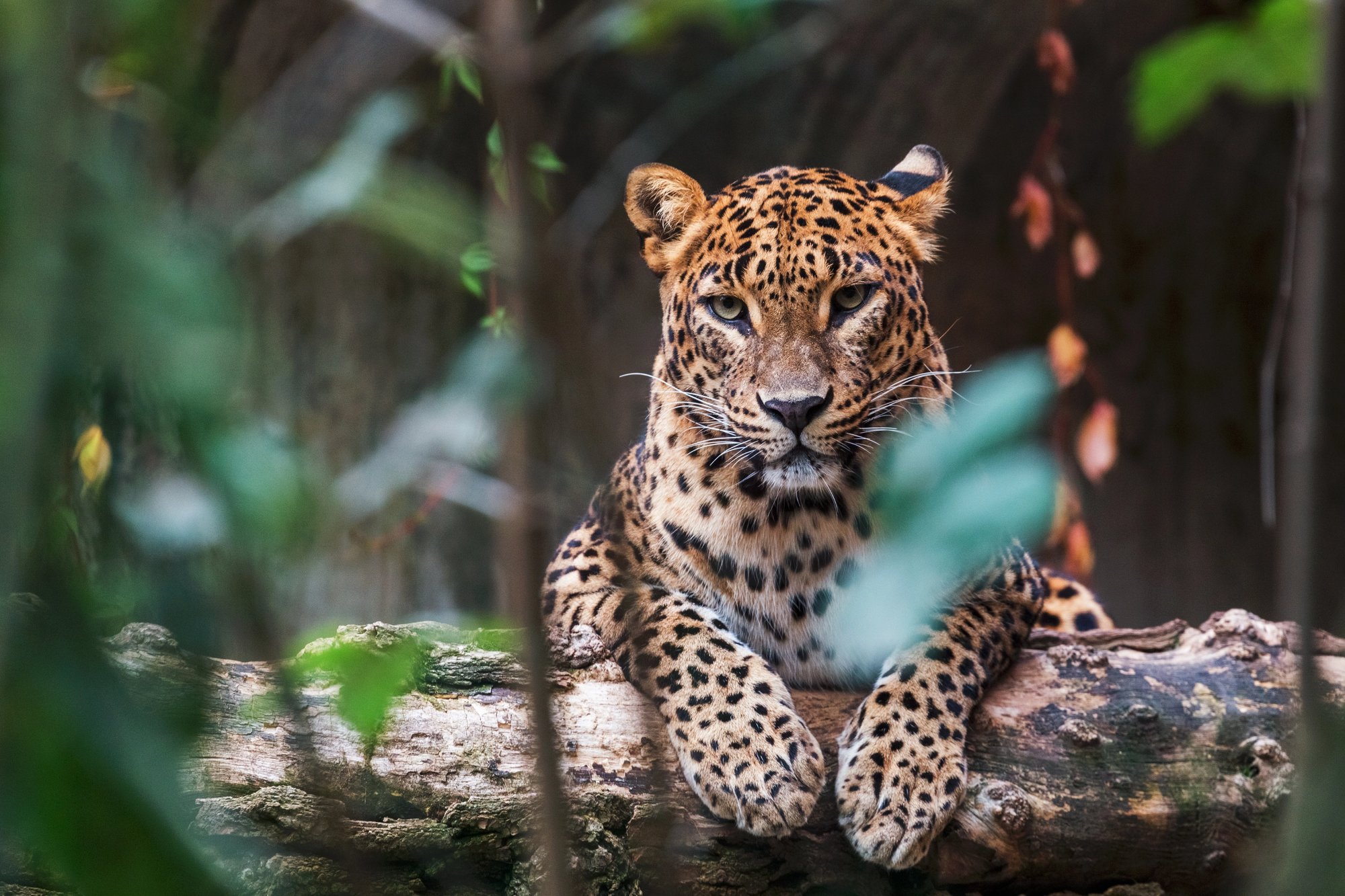 Sri Lanka leopard Yala safari